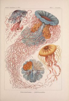 Plate 8 from Ernst Haeckel’s Kunstformen der Natur, showing jellyfish with coral, ochre, and aqua anatomy.